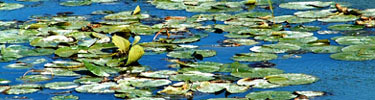 Lily Pads