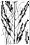 View a larger version of this image and Profile page for Eragrostis curvula (Schrad.) Nees