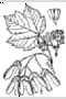 View a larger version of this image and Profile page for Acer glabrum Torr.