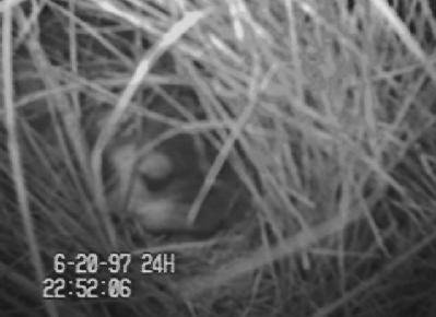 badger removing nestlings