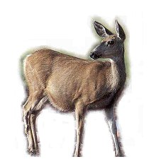 JPG-Photograph of a deer.