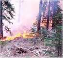 [Photo]:  A prescribed fire burning between two conifer trees and close to the ground. The associated smoke is drifting to the right and back, more flames can be seen through the trees.