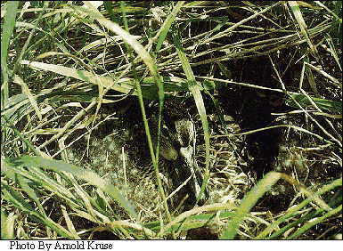 JPG -- Picture of a Blue-winged Teal.