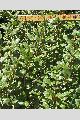 View a larger version of this image and Profile page for Shepherdia canadensis (L.) Nutt.