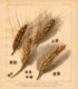 wheat