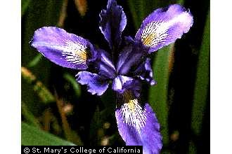 Photo of Iris douglasiana Herbert