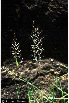 Photo of Agrostis gigantea Roth