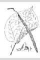 View a larger version of this image and Profile page for Catalpa speciosa (Warder) Warder ex Engelm.