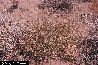 Photo of Ephedra nevadensis S. Watson