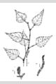 View a larger version of this image and Profile page for Betula populifolia Marsh.