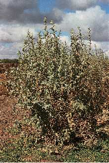 Photo of Elaeagnus commutata Bernh. ex Rydb.