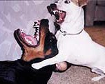 Dogs biting