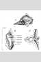 View a larger version of this image and Profile page for Taxodium distichum (L.) Rich.