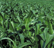 Corn plants