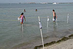 Study participants wade out in marked lanes in the water to conduct exposure activities