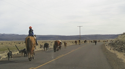 Lake County Cowboy