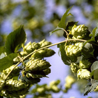 picture of hops