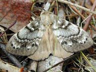 Siberian moth