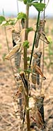 Heavy infestation of grasshoppers in Baker Co.