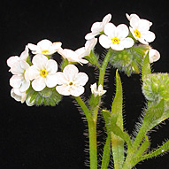 Plagiobothrys hirtus flowers