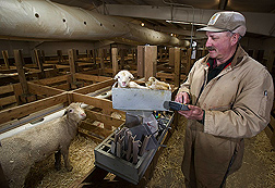 Photo: A technician records weight of a newborn lamb. Link to photo information