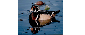 Photo of a Male Wood Duck taken by Dr. William Alexander