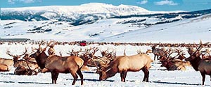 Vast numbers of elk feed in the snow on the National Elk Refuge in front of the snow-capped Grand Teton Mountains.  