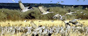 A group of sandhill cranes stands in a dry agricultural field, feeding on waste grain.  A number of the large, gray birds fly over those feeding on the ground. 