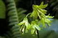 View a larger version of this image and Profile page for Clintonia borealis (Aiton) Raf.