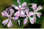 View a larger version of this image and Profile page for Phlox divaricata L.