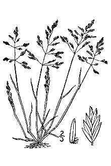 Line Drawing of Poa chapmaniana Scribn.