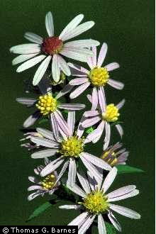 Photo of Symphyotrichum lowrieanum (Porter) G.L. Nesom