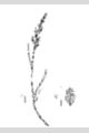 View a larger version of this image and Profile page for Poa compressa L.