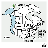 Distribution of Poa macrantha Vasey. . Image Available. 