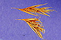 View a larger version of this image and Profile page for Schizachyrium condensatum (Kunth) Nees