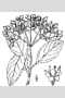View a larger version of this image and Profile page for Viburnum nudum L.