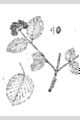 View a larger version of this image and Profile page for Viburnum recognitum Fernald