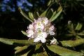 View a larger version of this image and Profile page for Rhododendron maximum L.