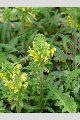 View a larger version of this image and Profile page for Pedicularis canadensis L.