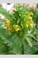 View a larger version of this image and Profile page for Pedicularis canadensis L.