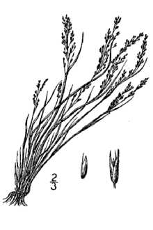 Line Drawing of Agrostis scabra Willd.