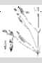 View a larger version of this image and Profile page for Agrostis scabra Willd.