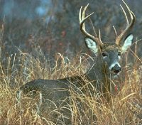 white-tailed deer