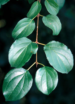 Common Buckthorn