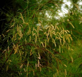 Saltcedar