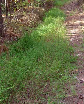 infestation of Japanese stiltgrass