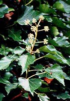 English Ivy Flowers