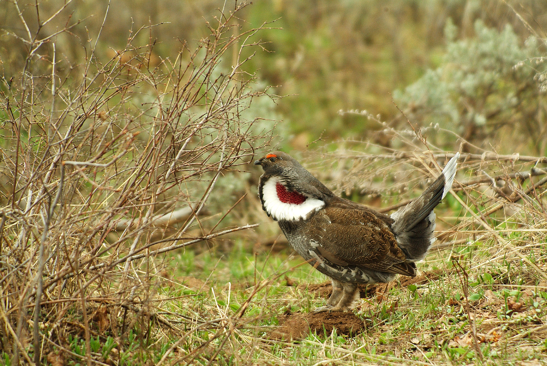 BlueGrouse