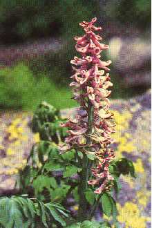 Photo of Corydalis caseana A. Gray