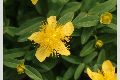 View a larger version of this image and Profile page for Hypericum calycinum L.